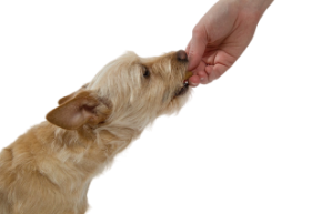 Picture for category Dog Treats